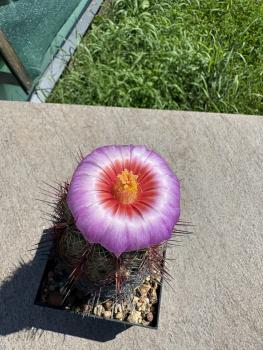 Thelocactus bicolor